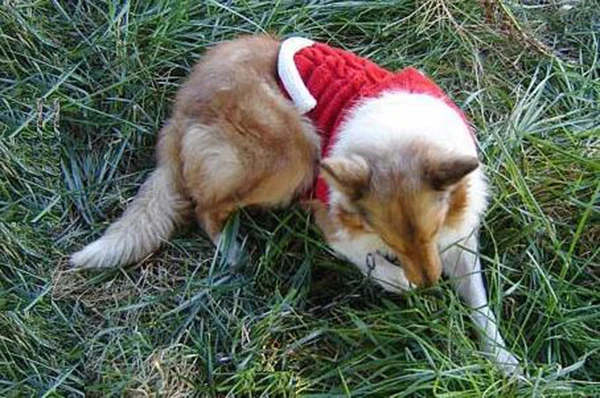 Распродажа, модный костюм Санта Клауса с большой собакой, свитера, Новогодняя одежда для больших собак, толстовки, костюм для животных, верхняя одежда для домашних животных, 1 шт