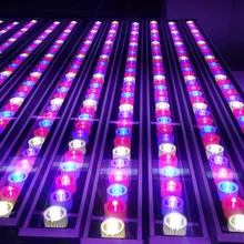 72 Вт Водонепроницаемый Садоводство/теплица/Гидропоника красный, синий, белый светодиодные лампы для выращивания тропические растения и листья и плодоношение
