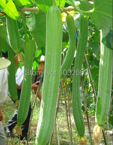 Asian luffa gourd seed Free erotic sstories