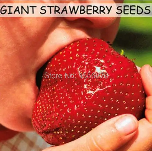 

200 semillas - 100% Organic Fresh Rare Super Giant Red Strawberry semillas * Free Shipping
