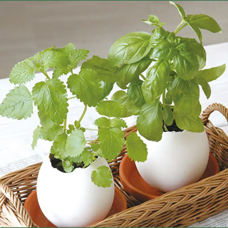 

DIY Indoor Egg Bonsai Garden Beautiful Flower Seeds Plant for Home Office Decor