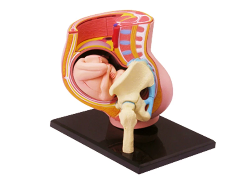 4d master puzzle Assembling toy human body organ anatomical model medical teaching model