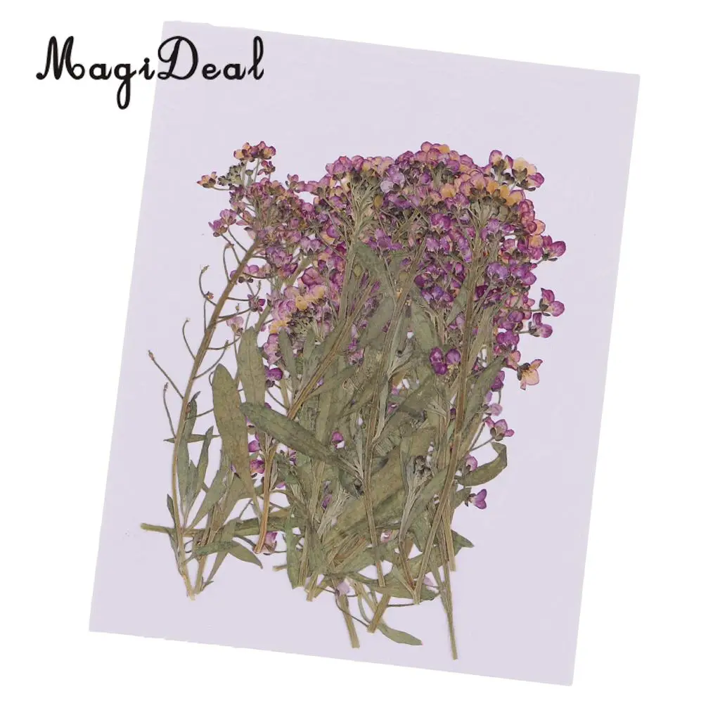 

MagiDeal 20Pcs Pressed Alyssum Real Dried Flower Scrapbooking Making Accessories for DIY Necklace Pendants Charms Resin Casting
