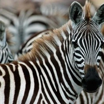 Kenya Masai Mara Game Reserve  Burchell's zebra Poster Print by Alison Jones (34 x 23)