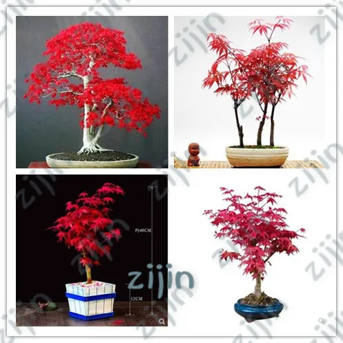 

bonsai 100% True Japanese Red Maple Tree 30pcs Very Beautiful Indoor Tree plants for home garden decortion