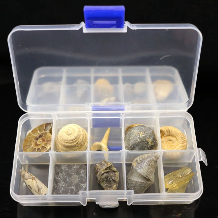 ナチュラル10種類の化石三葉虫化石アンバーボックス菊オウムガイ化石七夕ギフト Kind Aliexpress