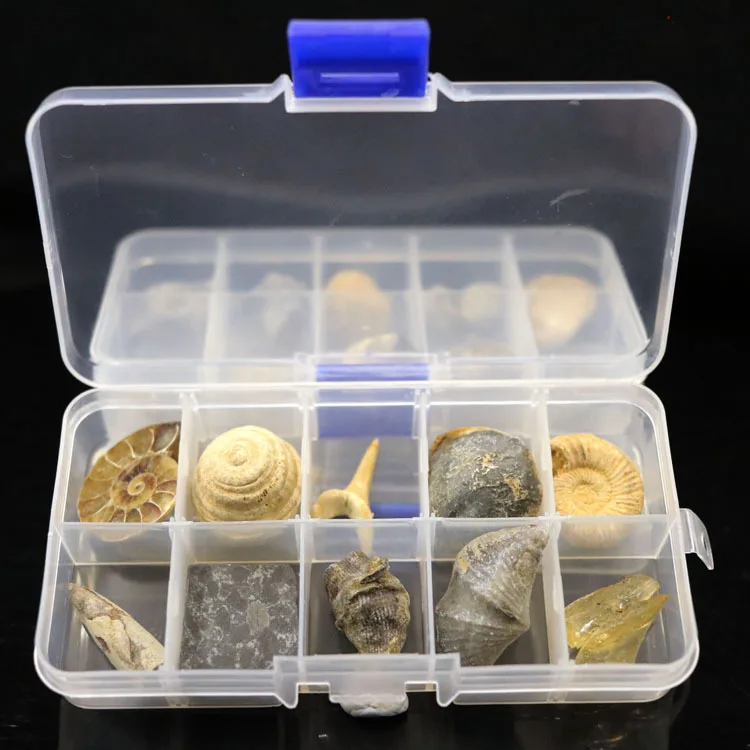 

Natural 10 kinds of fossils trilobite fossils amber box Chrysanthemum nautilus fossils Tanabata gift
