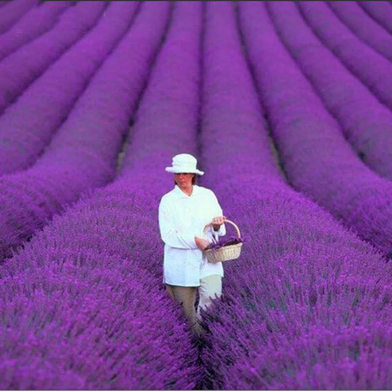 

French Provence Lavender Potted Plant Very Fragrant 100 Particles / lot For DIY Home Garden