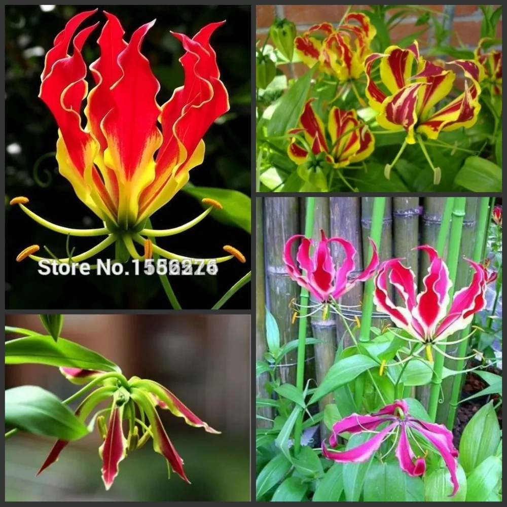 

50PCS Fresh Real Gloriosa Superba semillas - lily Flower Plant sementes ( Jia-lan )
