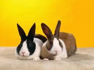 

Needlework,Two rabbit cute for Animal embroidery,14CT DIY DMC Cross stitch kits ,Art Pattern counted Cross-Stitching home decor