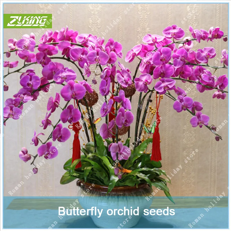 

ZLKING 100 Pcs Rare White Purple Phalaenopsis Orchids Flower Bonsai Natural Fast Growing Exotic Flowering Plants Pot Stand