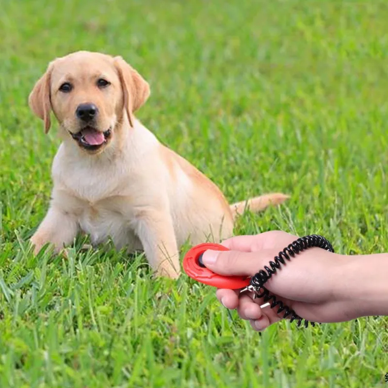 4,3 см* 6,5 2 Pet киоски с ремешком эллипса кроссовки PC Высокое качество предотвратить царапин 4 цвета