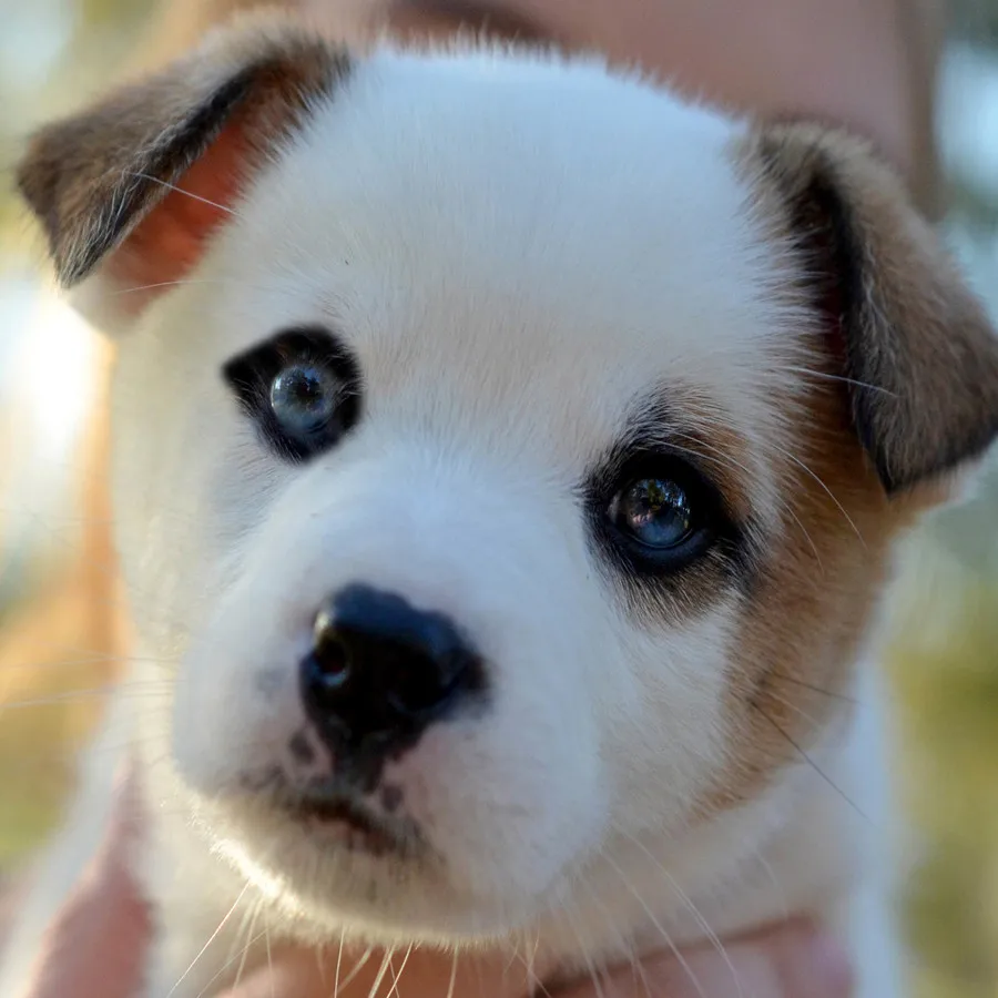 Милые собаки. Щенки милашки. Милый щенок. Очень красивых щенят. Красивые щенки.