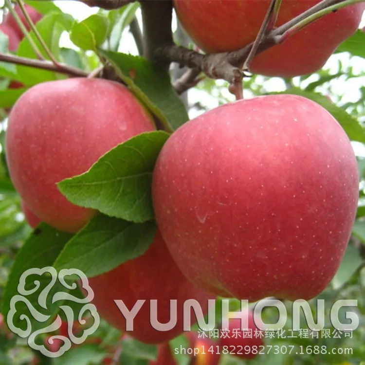 50 бонсай Red Apple Фрукты любовь красного мяса горшках фрукты дерево бонсай могут быть установлены бонсай сад горшок плантаторов многолетний