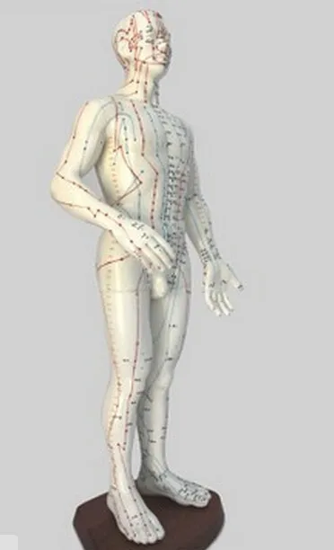 60 см английско-китайская модель акупунктуры человека модель тела акупунктуры точки модель меридиан(английский