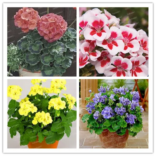 

100pcs/lot Rare Geranium ,Pelargonium, Zonal Geranium Perennial Flower flores bonsai Plant Home & Garden DIY Plants