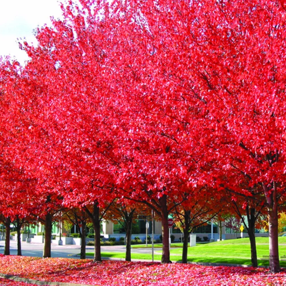 

20pcs/bag red maple tree plant Very Beautiful outdoor plant tree for home garden