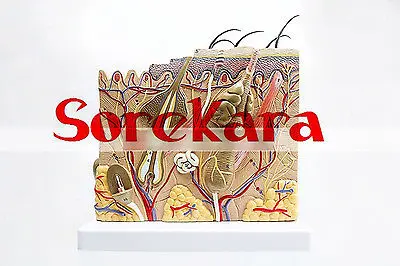 

70:1 Human Anatomical Skin Subcutaneous Tissue Dissection Medical Teach Model School Hospital