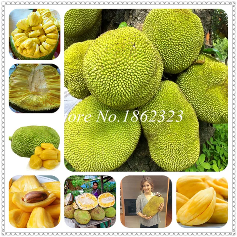 

Hot sell 3 pcs Japan Fresh Jackfruit plants Giant Trees Heirloom Miracle Fruit bonsai Garden Bonsai Pot Big Flowering Plant