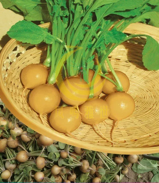 

2018 New Arrival Time-limited Outdoor Plants Mini Sementes Netherlands Radish bonsai Vegetable bonsai Base Exclusively For 20pcs