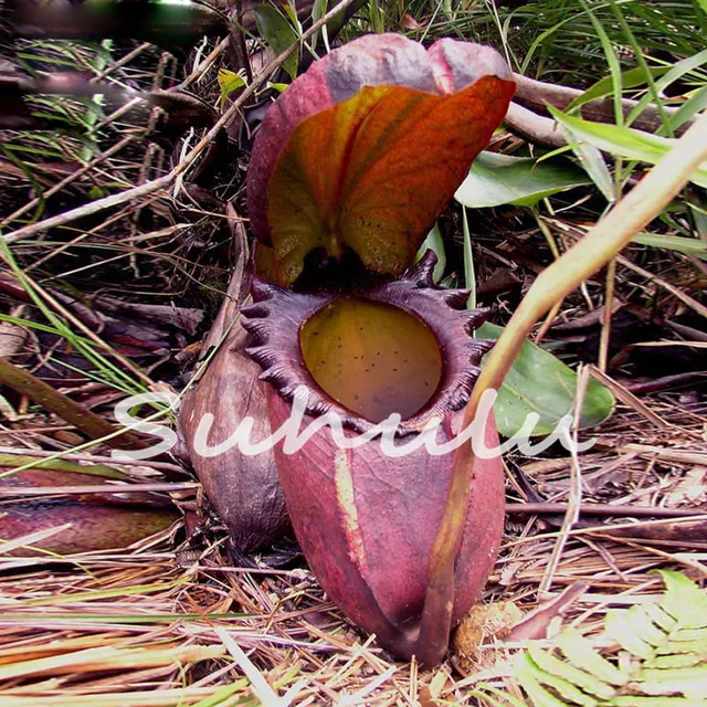 plante carnivore balcon
