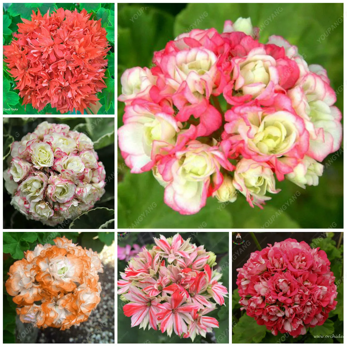 

Best-Selling!30 Pcs/Bag Hot Pink Univalve Geranium Bonsai Perennial Flower Plants Pelargonium Peltatum Garden for Rooms
