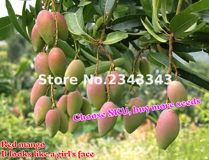 Organic Tropical Mango Seeds Best Seeds Online Free Shipping