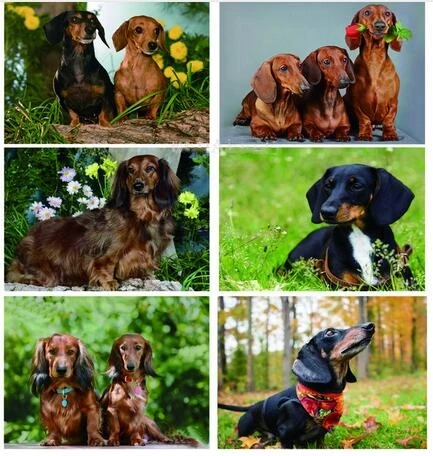 

Full Square Professor Dachshund Diamond Painting Animal Dog Diamond Embroidery cute pet 5D Rhinestones Picture By Numbers JS4139