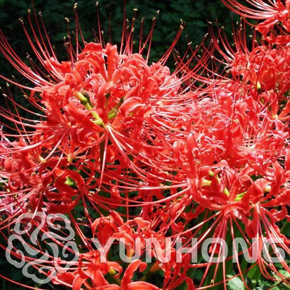 

Rare Lycoris Radiata Bonsai Potted Plants Planting Seasons Bonsai Flower Bonsai for Garden Bana Bulbs 10 PCS home garden