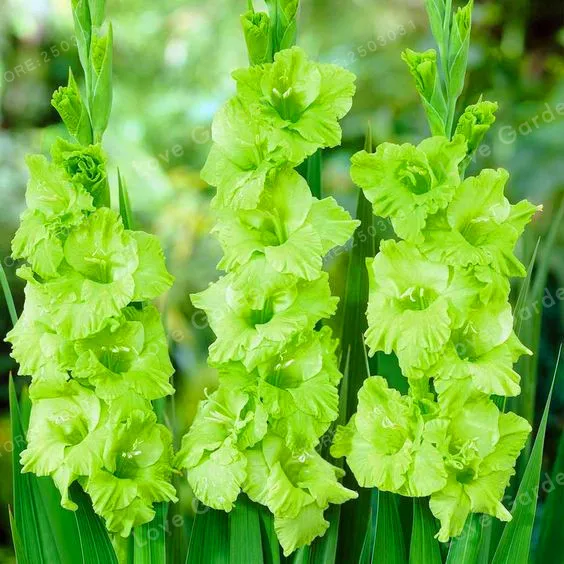 

Gladiolus Bulbs Bonsai 95% Germination DIY Aerobic Potted Rare Gladiolus Bulbs-2 Bulbs