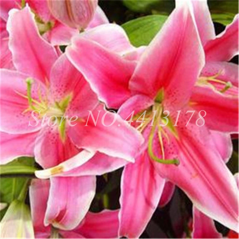 Rare Lily Bonsai Not Bulbs Exotic Bonsai Lilium Flower Potted Pleasant Fragrance Plant For Home & Garden Flower Pot 100 Pcs