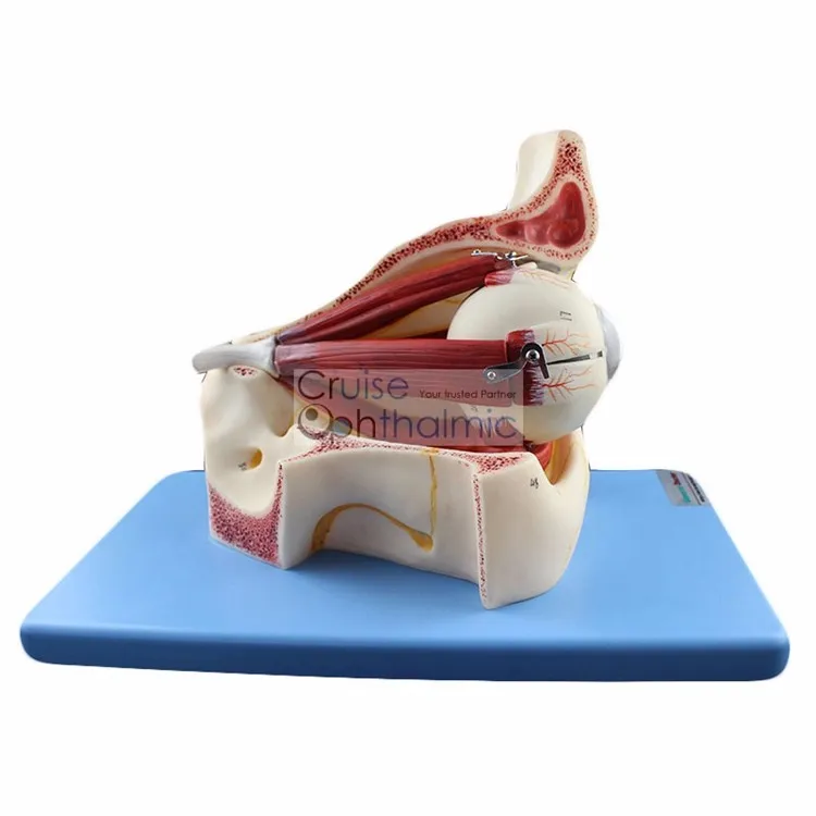Премиум орбита и окулярные мышцы 5X модель глазного яблока | для обучения и демонстрации модели глаз | анатомическая модель глазного яблока