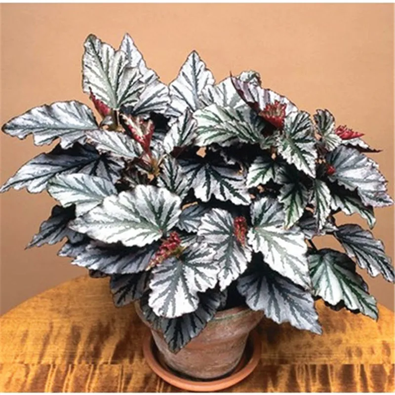 120 Pcs Bag Beautiful Begonia Bonsai Flower Flowers Potted Plants