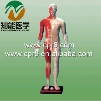 

BIX-Y1003 The Standard Needle Acupuncture Point Model(170CM) WBW330