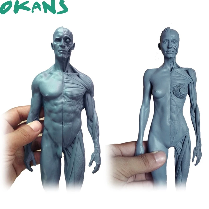 

30cm Height Human Anatomical Anatomy Skull Blood Sculpture Head Body Model Muscle Bone Model Male/Female