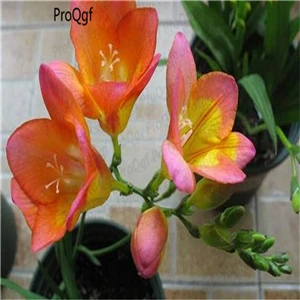 Ngryise 20 шт набор Freesia hybrida