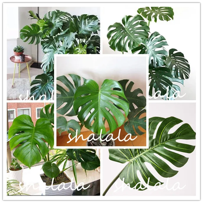 

2019 New 50 pcs/pack Monstera deliciosa Liebm Bonsai Purify Air Ornamental Bonsai For Home Garden Flower