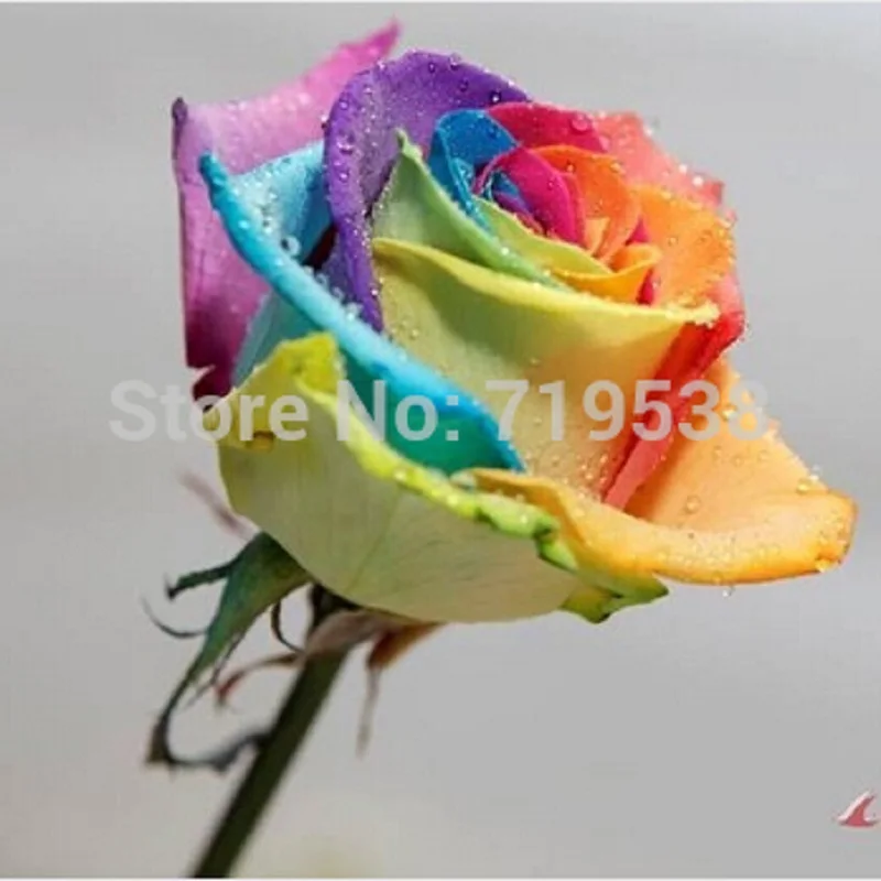 

Beautiful flower bonsais rainbow rose bonsais roses 200pcs/bag