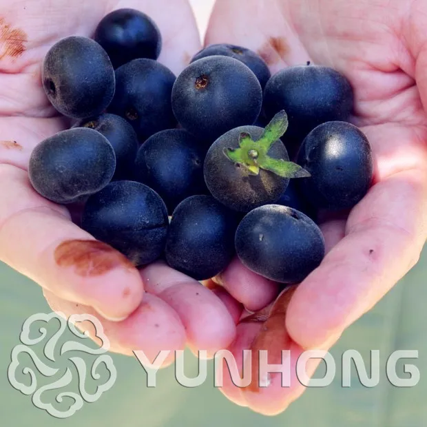 

Free Shipping 20pcs Black Persimmon Healthy And Delicious Fruit Plant The Budding Rate 96% Rare Garden Semi Frutta Semente