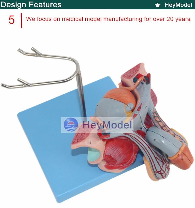 Heymodel анатомические модели мужских половых органов мочевого пузыря полового члена раздел мужской мочеполовой системы