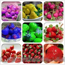 6 Packs Rare Hybrid Edible Purple Yellow Pink Blue Green Red Giant Strawberry Bonsai Plant, Professional Pack, 600 Pcs/Bag cute pill style correction tapes green blue deep pink purple yellow 5 pcs