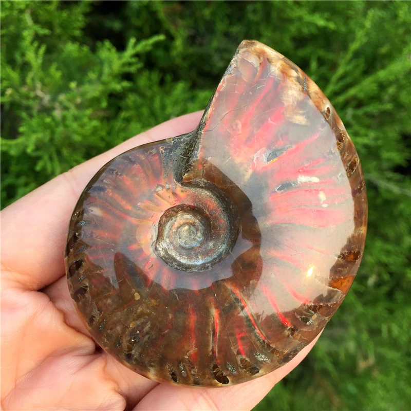 Beautiful Spiral Natural Ammonite Fossil Madagascar Colorful Shell Fossil Specimen Nice Gift For Stone Collection Stones Aliexpress