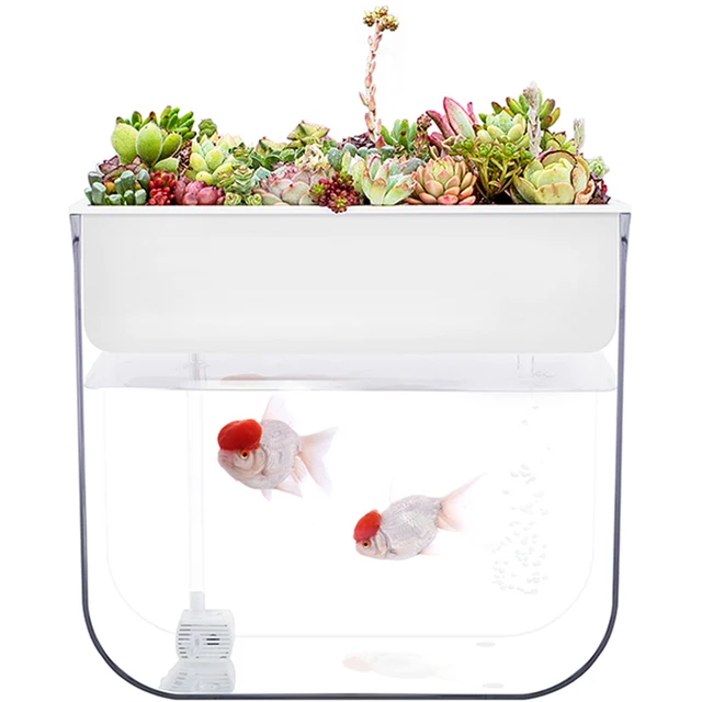 aquaponics fish tank indoor - aquaponic