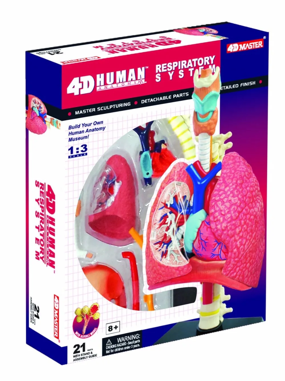 4D система дыхания 1:3 odontologia анатомический скелет человека череп|anatomical model|4d