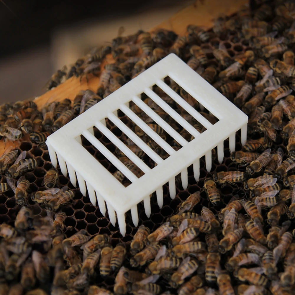 Hive Queen Bee Cage Rectangular Plastic Needle Beekeeping Equipment Catcher