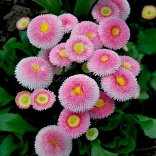 1 Package 400 Pink English Daisy Seeds Perennial Cut-Flowers DIY Home Garden Plant