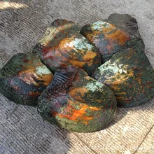 Жемчуг устриц многоцветные пресноводные жемчужные устрицы в вакуумной упаковке, удивительная цена, большие устрицы с жемчугом