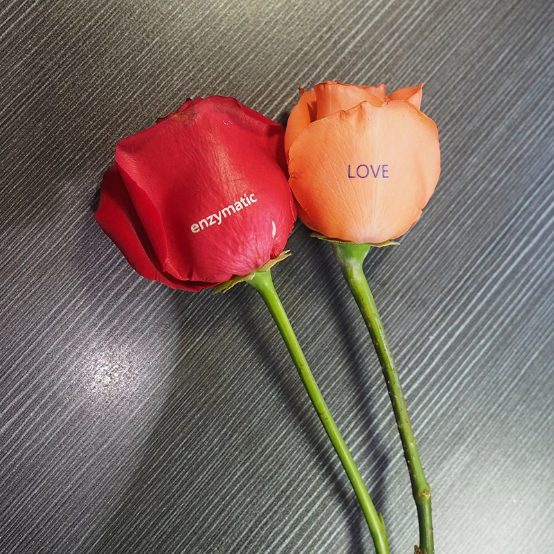 rose1