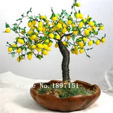 Big sale Bonsai Lemon Tree Seeds High survival Rate Fruit Tree Seeds For Home Gatden Backyard (50Pieces) Free Shipping