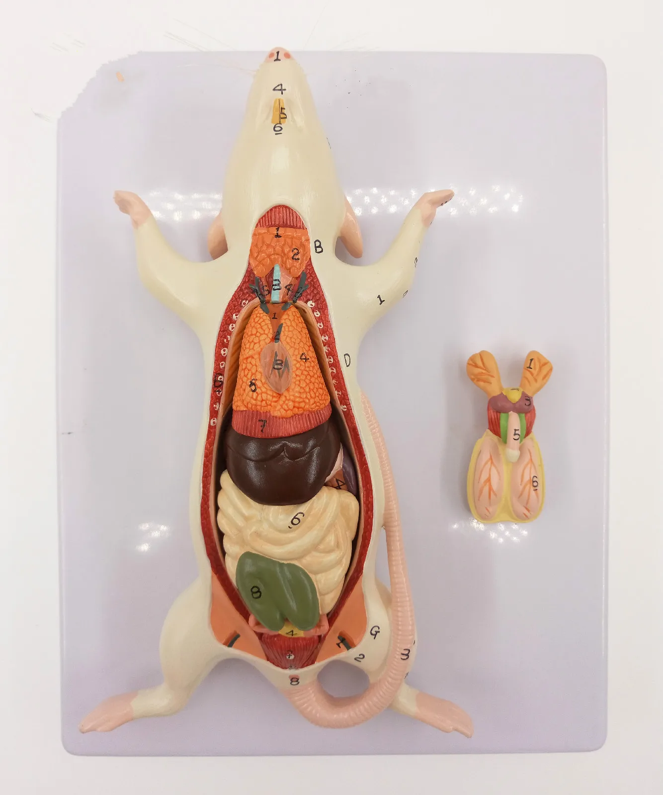 Anatomy Of Mouse vrogue.co